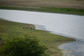 sheeps grazing by the river rhine in germany, europa