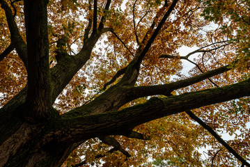 huge tree with big trunk and big branches and colorful leaves