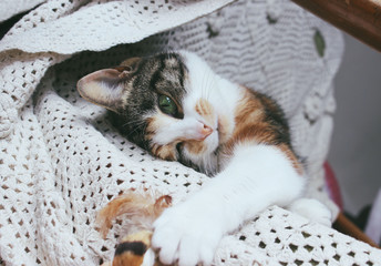 Beautiful tabby cat trying to reach the toy