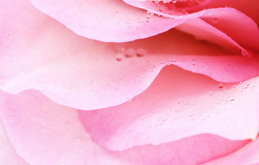 Petals of pink rose flower