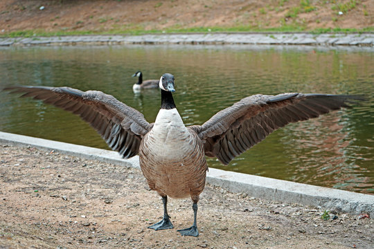 kanada gans