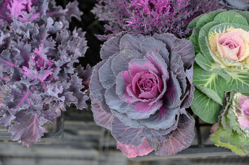 Purple and green ornamental cabbage