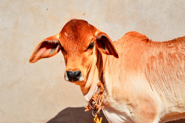 Calf face ,cow calf selective focus,gir cow calf