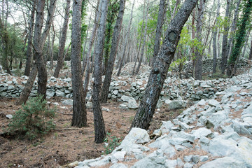 Wald mit aufgetürmten Steinen