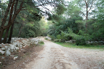 Waldweg an der Adria