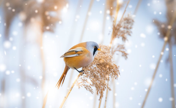 Beautiful nature scene with Bearded Parrotbill Panurus biarmicus on the grass, winter, sitting on a blade of grass.