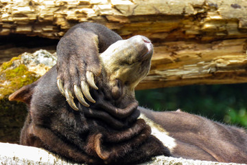 Honey bear sun bathing