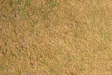 Brown grass hay texture background, Brown lawn, Backyard for background, Grass hay texture, Park lawn texture.