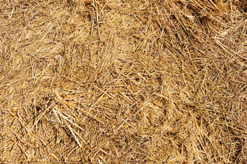 Brown grass hay texture background, Brown lawn, Backyard for background, Grass hay texture, Park lawn texture.