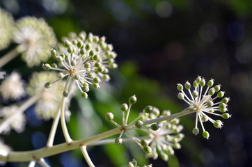 Grüne Samenkapseln an einem Strauch