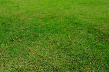 Green grass texture background, Green lawn, Backyard for background, Grass texture, Park lawn texture.