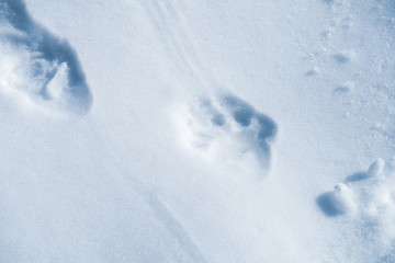 Tracks of a wild Eurasian brown bear (Ursus arctos arctos) in the deep snow in the wilderness of...