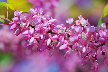 red flowers of сercis siliquastrum, commonly known as the оudas tree or оudas-tree on blurry background