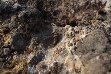 Bristletail en la montaña de Montserrat