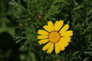 A very beautiful flower