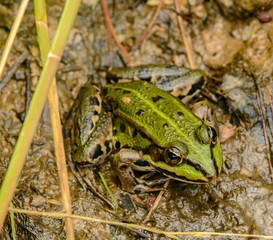 common green frog sitting in the mud