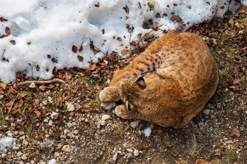 High angle view of an Eurasian lynx enjoying the warm sun rays on a cold winter day somewhere in the wilderness of the Austrian alps