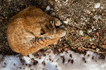High angle view of an Eurasian lynx enjoying the warm sun rays on a cold winter day somewhere in the wilderness of the Austrian alps