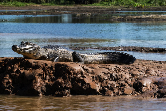 Kaiman in Pantanal