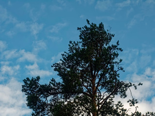 tall pines against a cloudy sky, Moscow