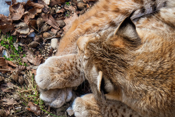 High angle view of an Eurasian lynx enjoying the warm sun rays on a cold winter day somewhere in the wilderness of the Austrian alps © schusterbauer.com