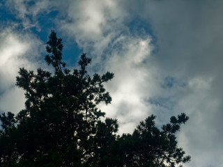 Obraz na płótnie Canvas tall pines against a cloudy sky, Moscow