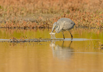 great blue heron with caught fish in beak
