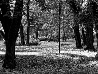 forest in Moscow in summer, lens Helios