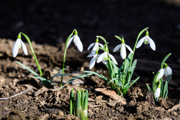 Group of small and delicate white snowdrop spring flowers in full bloom in forest in a sunny spring day, blurred background with space for text