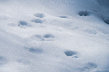 Tracks of a wild lynx in the deep snow in the wilderness of the Austrian alpine region