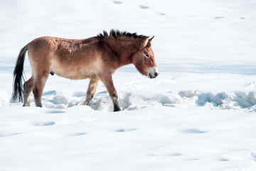 Fototapeta na wymiar Przewalski's horse (Equus ferus przewalskii) walking lonely through the deep snow during winter time