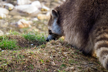 Close-up view of a raccoon with beautiful ringed tail walking along the bank of a creek heading for the cold water