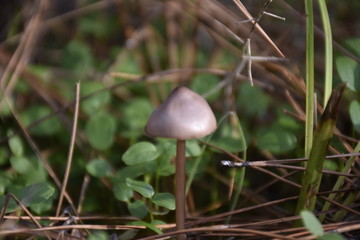 mushroom in the forest