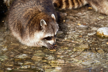 Raccoon with beautiful facial mask walking through a creek and standing in the cold water