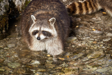 Raccoon with beautiful facial mask walking through a creek and standing in the cold water