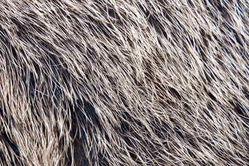Close-up view of the fur of a wild boar in the wilderness of Austria during winter