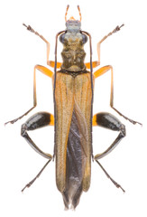 Oedemera podagrariae beetle or False Blister Beetles, is a species of beetles belonging to the family Oedemeridae subfamily Oedemerinae. Isolated male Oedemera podagrariae beetle on white background.