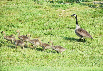 Mother Goose and Goslings