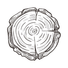 Wood trunk section, tree age circles, forest stump