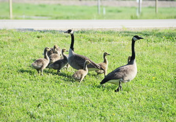 Goose Family
