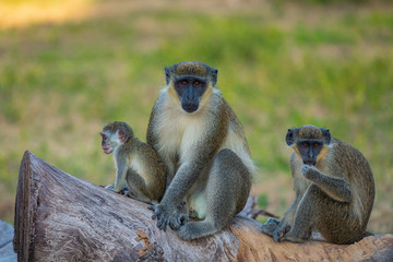 Gambia Monkey. Bijilo National Park. Jungle in Gambia West Africa.
