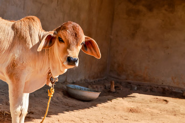 indian Cow. in the villages,image is calf. his called indian cows baby,
