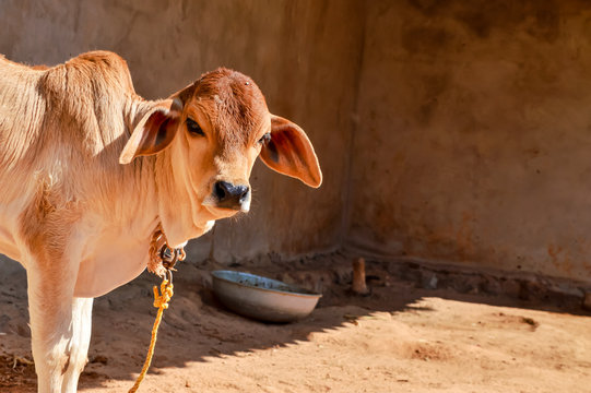 Top 10 Native Indian Cow Breeds