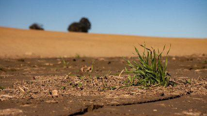 tuft of grass on a dry dusty field