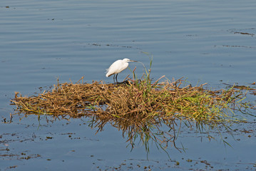 Little egret stood on reeds in water of river marshland