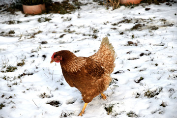 detail of chicken head in winter on the snow