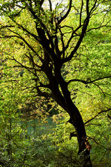 Fototapeta premium Silhouette view of a tree with many branches in the German forest. Green and yellow leafs against the bright sun giving a warm atmosphere.