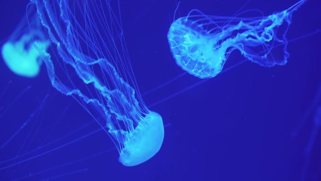 Dangerous jellyfish (Chrysaora Pacifica) floating underwater. Japanese sea nettle swimming. Marine life background.