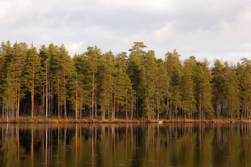 Obraz premium lakeside with pine trees