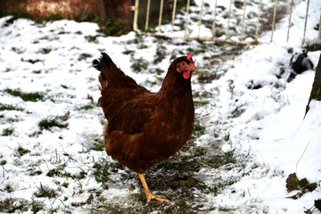 detail of chicken head in winter on the snow